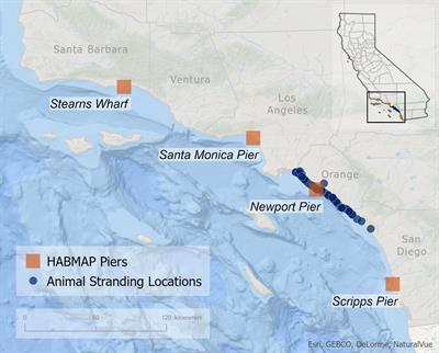 Quantifying the linkages between California sea lion (Zalophus californianus) strandings and particulate domoic acid concentrations at piers across Southern California